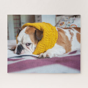 Getty Afbeeldingen   Engelse Bulldog Legpuzzel