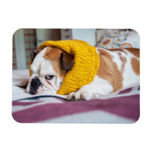 Getty Afbeeldingen Engelse Bulldog Magneet