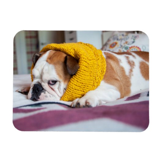 Getty Afbeeldingen | Engelse Bulldog Magneet (Horizontaal)