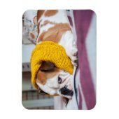 Getty Afbeeldingen | Engelse Bulldog Magneet (Verticaal)