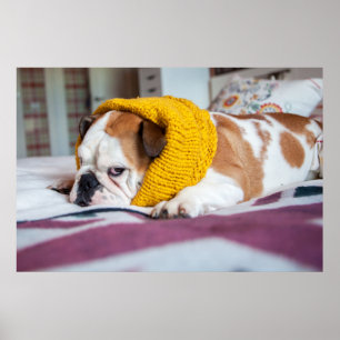 Getty Afbeeldingen   Engelse Bulldog Poster