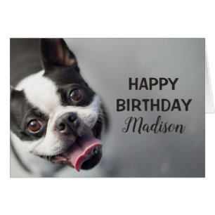 Getty Afbeeldingen   Franse Bulldog