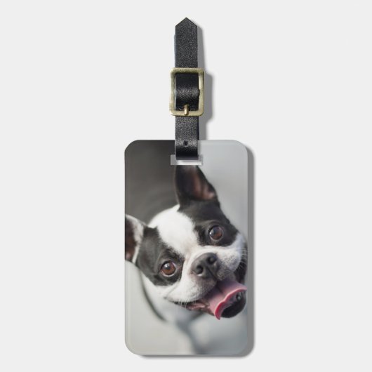 Getty Afbeeldingen | Franse Bulldog Bagagelabel (Voorkant verticaal)
