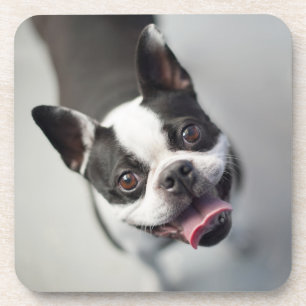 Getty Afbeeldingen Franse Bulldog Bier Onderzetter
