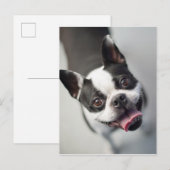 Getty Afbeeldingen | Franse Bulldog Briefkaart (Voorkant / Achterkant)