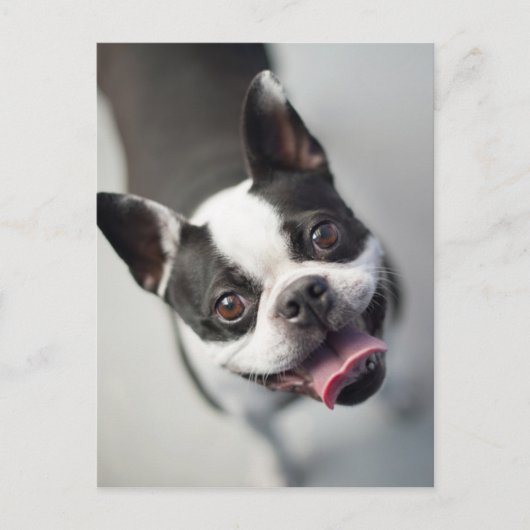 Getty Afbeeldingen | Franse Bulldog Briefkaart (Voorkant)