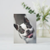 Getty Afbeeldingen | Franse Bulldog Briefkaart (Staand voorkant)