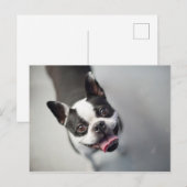 Getty Afbeeldingen | Franse Bulldog Briefkaart (Voorkant / Achterkant)