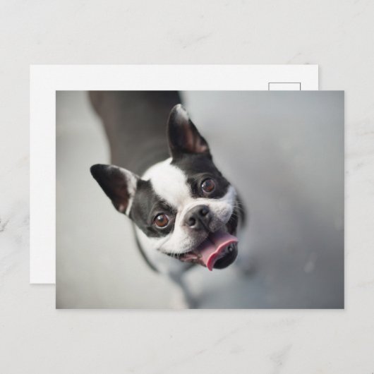 Getty Afbeeldingen | Franse Bulldog Briefkaart (Voorkant / Achterkant)