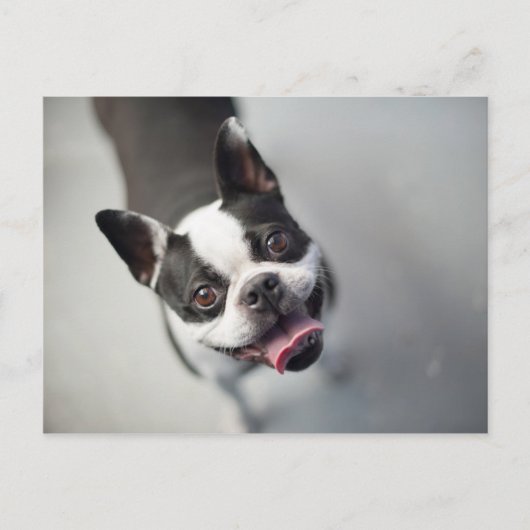 Getty Afbeeldingen | Franse Bulldog Briefkaart (Voorkant)