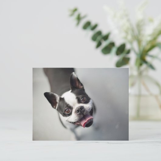 Getty Afbeeldingen | Franse Bulldog Briefkaart (Staand voorkant)