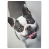 Getty Afbeeldingen | Franse Bulldog Klembord (Achterkant)