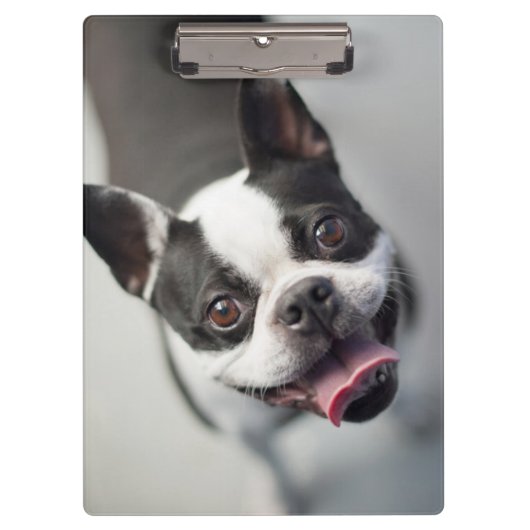 Getty Afbeeldingen | Franse Bulldog Klembord (Voorkant)
