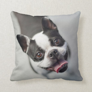 Getty Afbeeldingen Franse Bulldog Kussen