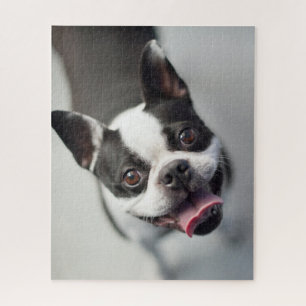 Getty Afbeeldingen   Franse Bulldog Legpuzzel