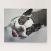 Getty Afbeeldingen | Franse Bulldog Legpuzzel (Horizontaal)