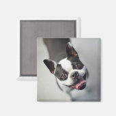 Getty Afbeeldingen | Franse Bulldog Magneet (Voorkant / Achterkant)