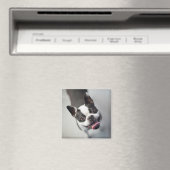 Getty Afbeeldingen | Franse Bulldog Magneet (Insitu (Vaatwasser))