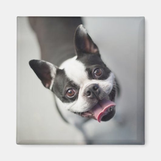 Getty Afbeeldingen | Franse Bulldog Magneet (Voorkant)