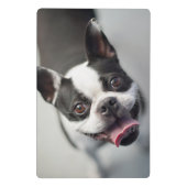 Getty Afbeeldingen | Franse Bulldog Mini Klembord (Achterkant)