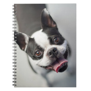 Getty Afbeeldingen Franse Bulldog Notitieboek