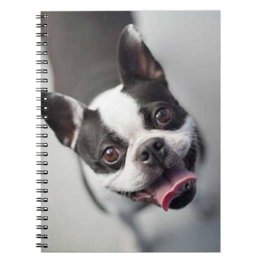 Getty Afbeeldingen | Franse Bulldog Notitieboek (Voorkant)
