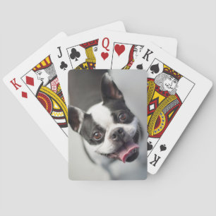 Getty Afbeeldingen Franse Bulldog Pokerkaarten