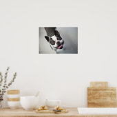 Getty Afbeeldingen | Franse Bulldog Poster (Keuken)