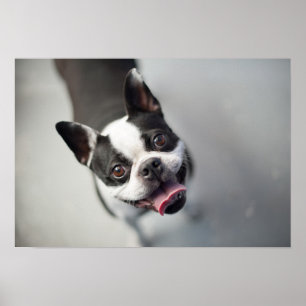 Getty Afbeeldingen   Franse Bulldog Poster
