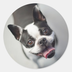 Getty Afbeeldingen Franse Bulldog Ronde Sticker