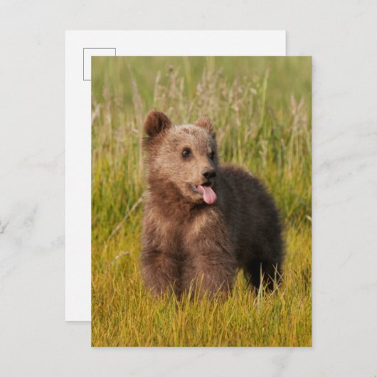 Getty Afbeeldingen | Funny Baby Beer Briefkaart (Voorkant / Achterkant)