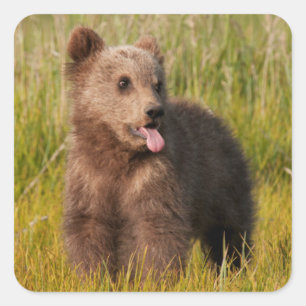 Getty Afbeeldingen   Funny Baby Beer Vierkante Sticker