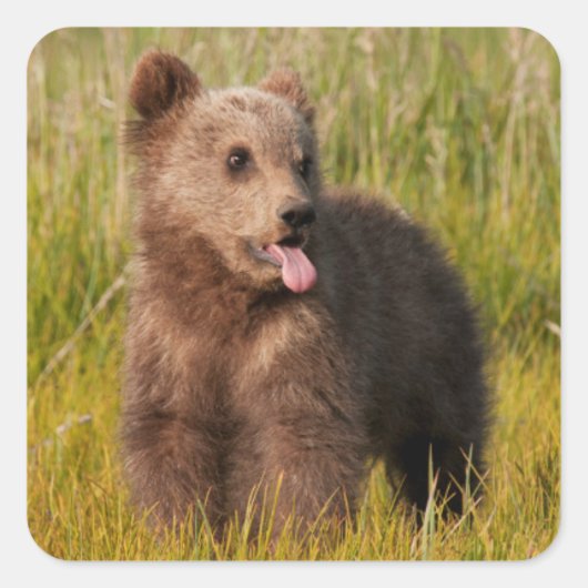 Getty Afbeeldingen | Funny Baby Beer Vierkante Sticker (Voorkant)