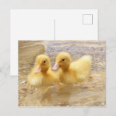 Getty Afbeeldingen | Fuzzy Yellow Ducklings Briefkaart (Voorkant / Achterkant)