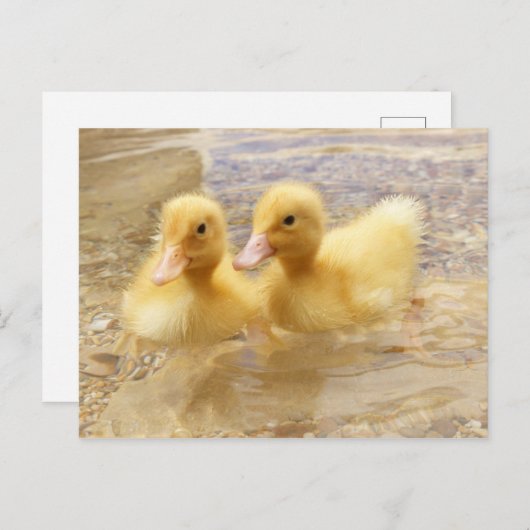 Getty Afbeeldingen | Fuzzy Yellow Ducklings Briefkaart (Voorkant / Achterkant)