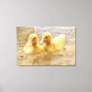 Getty Afbeeldingen Fuzzy Yellow Ducklings Canvas Afdruk