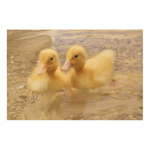 Getty Afbeeldingen   Fuzzy Yellow Ducklings Hout Afdruk