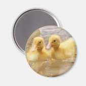 Getty Afbeeldingen | Fuzzy Yellow Ducklings Magneet (Voorkant / Achterkant)