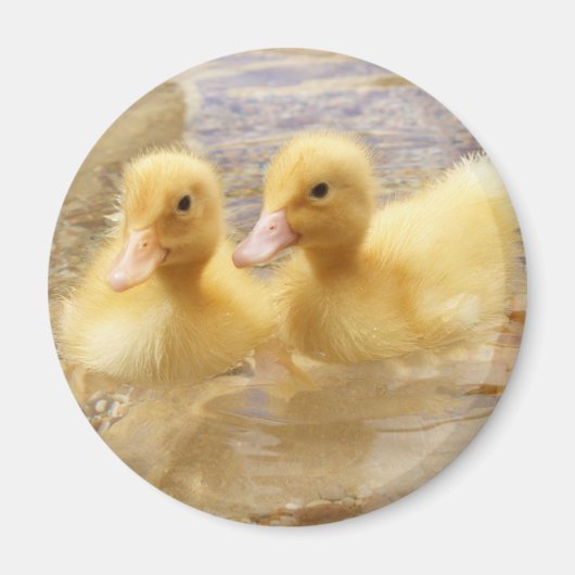 Getty Afbeeldingen | Fuzzy Yellow Ducklings Magneet (Voorkant)