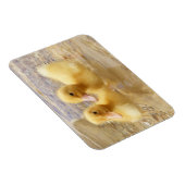Getty Afbeeldingen | Fuzzy Yellow Ducklings Magneet (Rechterzijde)
