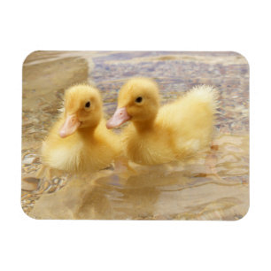 Getty Afbeeldingen Fuzzy Yellow Ducklings Magneet