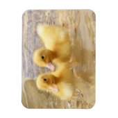 Getty Afbeeldingen | Fuzzy Yellow Ducklings Magneet (Verticaal)