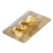 Getty Afbeeldingen | Fuzzy Yellow Ducklings Magneet (Linkerzijde)