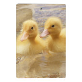 Getty Afbeeldingen | Fuzzy Yellow Ducklings Mini Klembord (Achterkant)