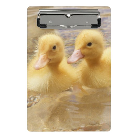 Getty Afbeeldingen | Fuzzy Yellow Ducklings Mini Klembord (Voorkant)