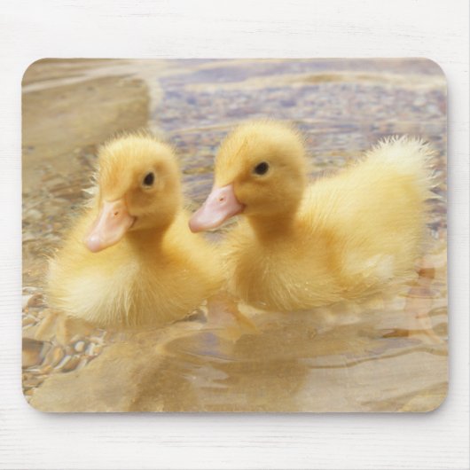 Getty Afbeeldingen | Fuzzy Yellow Ducklings Muismat (Voorkant)