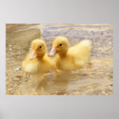 Getty Afbeeldingen | Fuzzy Yellow Ducklings Poster (Voorkant)