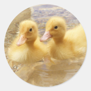 Getty Afbeeldingen   Fuzzy Yellow Ducklings Ronde Sticker