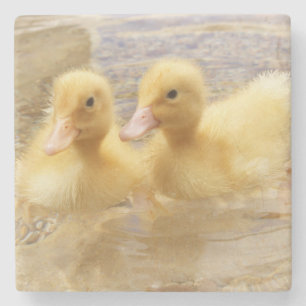 Getty Afbeeldingen Fuzzy Yellow Ducklings Stenen Onderzetter