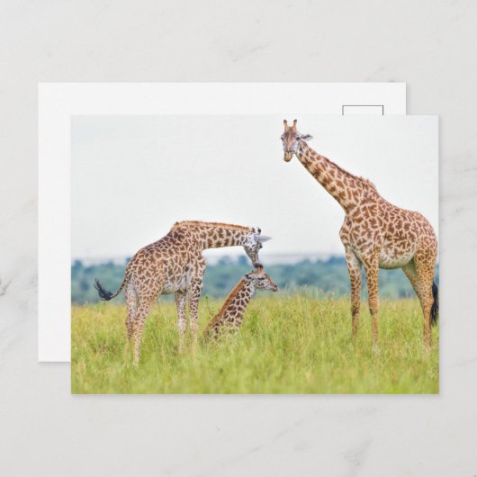 Getty Afbeeldingen | GIRAFFE Briefkaart (Voorkant / Achterkant)